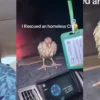 Man goes viral after rescuing homeless chicken in heavy rain, shelters it in his lexus