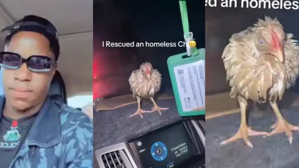 Man goes viral after rescuing homeless chicken in heavy rain, shelters it in his lexus