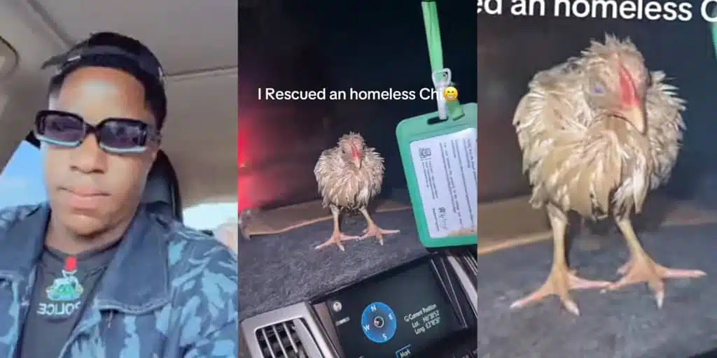 Man goes viral after rescuing homeless chicken in heavy rain, shelters it in his lexus
